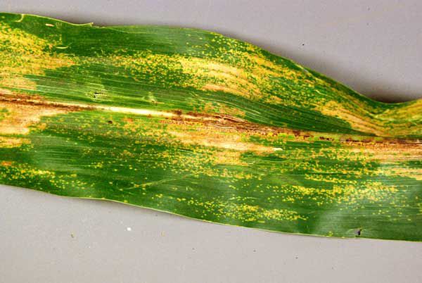 Physoderma brown spot on corn